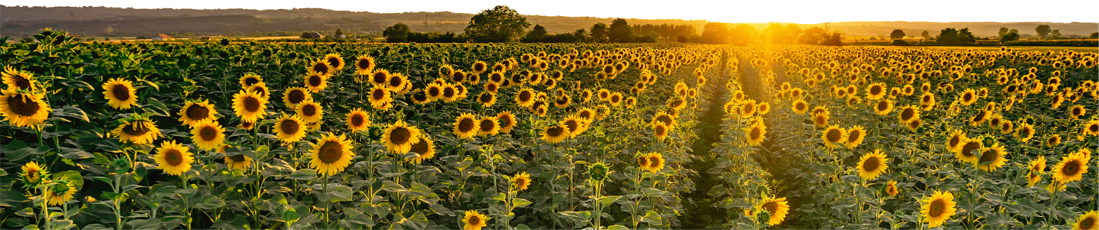 Field