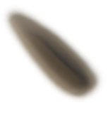 Seed