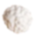 Seed
