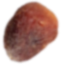 Seed