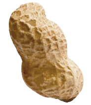 Seed
