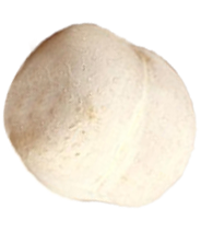 Seed