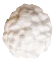 Seed
