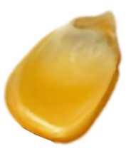 Seed