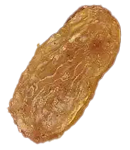 Seed