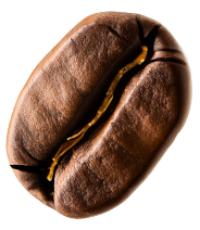 Seed