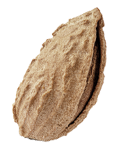 Seed