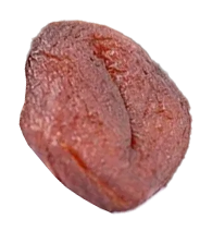 Seed