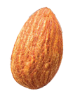 Seed
