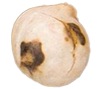 Seed