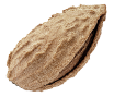 Seed