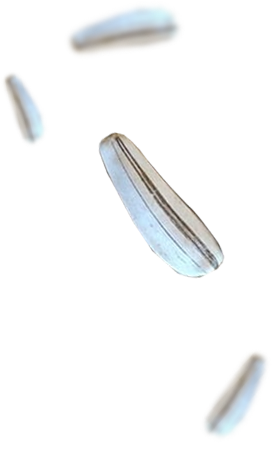 Right Product